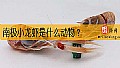 《南极小龙虾是什么动物？》封面图