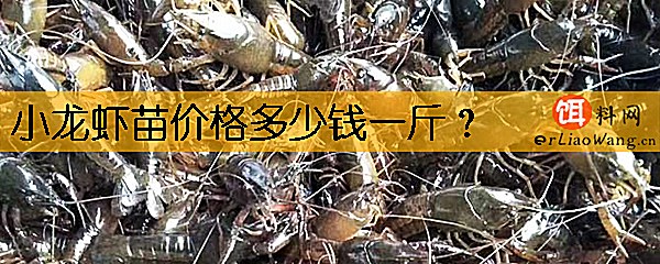 小龙虾苗价格多少钱一斤