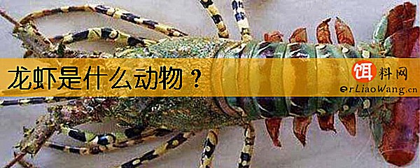 龙虾是什么动物