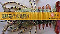 《龙虾是什么动物？》封面图
