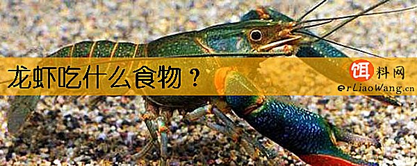 龙虾吃什么食物