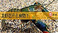 《龙虾吃什么食物？》封面图