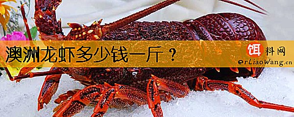 澳洲龙虾多少钱一斤