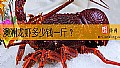 《澳洲龙虾多少钱一斤？》封面图