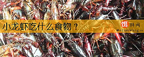 小龙虾吃什么食物
