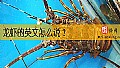 《龙虾的英文怎么说？》封面图