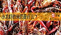 《小龙虾的来历是什么？》封面图