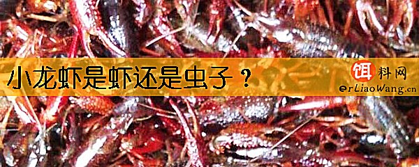 小龙虾是虾还是虫子