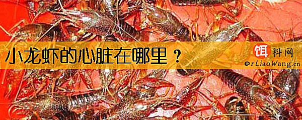 小龙虾的心脏在哪里