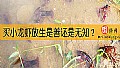 《买小龙虾放生是善还是无知？》封面图
