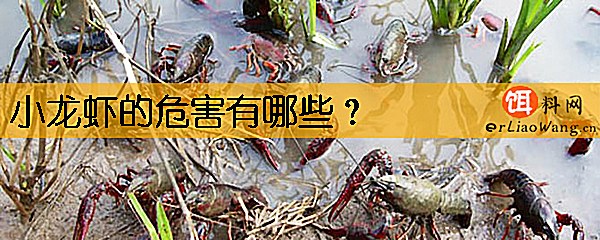 小龙虾的危害有哪些