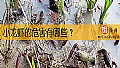 《小龙虾的危害有哪些？》封面图