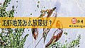 《龙虾地笼怎么放最好？》封面图