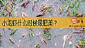《小龙虾什么时候最肥美？》封面图