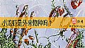《小龙虾是外来物种吗？》封面图