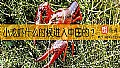 《小龙虾什么时候进入中国的？》封面图