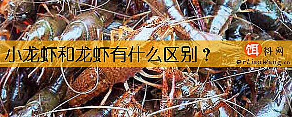 小龙虾和龙虾有什么区别