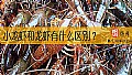 《小龙虾和龙虾有什么区别？》封面图