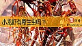 《小龙虾有寄生虫吗？》封面图