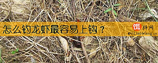 怎么钓龙虾最容易上钩