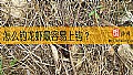 《怎么钓龙虾最容易上钩？》封面图