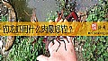 《钓龙虾用什么肉最好钓？》封面图