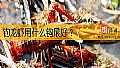 《钓龙虾用什么钩最好？》封面图