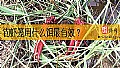 《钓虾笼用什么饵最有效？》封面图