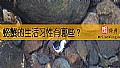 《螃蟹的生活习性有哪些？》封面图
