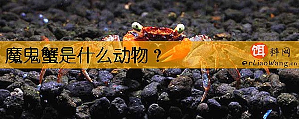 魔鬼蟹是什么动物