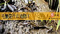 《毛蟹是什么动物？》封面图
