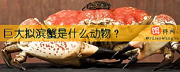 巨大拟滨蟹是什么动物