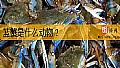《蓝蟹是什么动物？》封面图