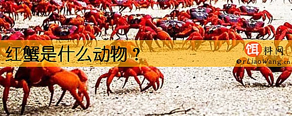 红蟹是什么动物