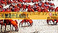 《红蟹是什么动物?》封面图