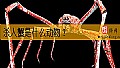 《杀人蟹是什么动物?》封面图