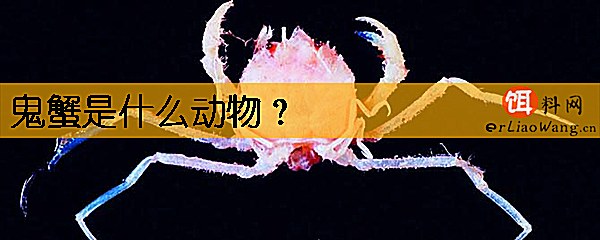 鬼蟹是什么动物
