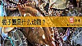 《梭子蟹是什么动物?》封面图