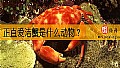 《正直爱洁蟹是什么动物?》封面图