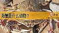 《海蟹是什么动物?》封面图