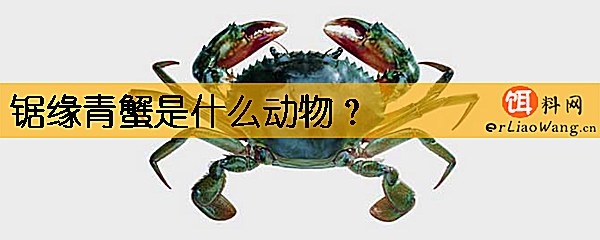 锯缘青蟹是什么动物