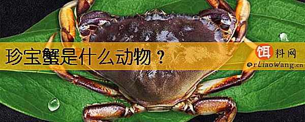 珍宝蟹是什么动物