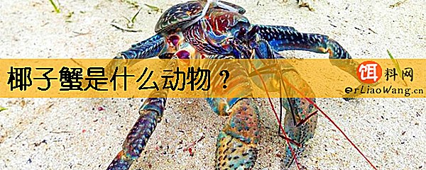 椰子蟹是什么动物