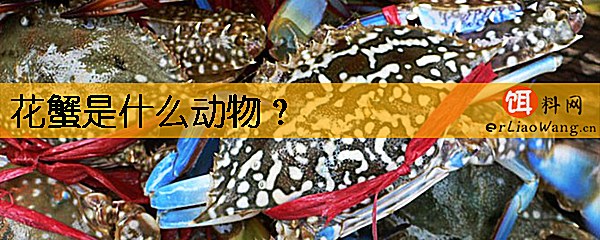 花蟹是什么动物