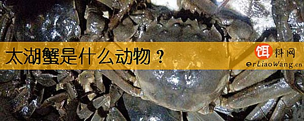 太湖蟹是什么动物