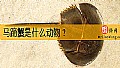 《马蹄蟹是什么动物？》封面图