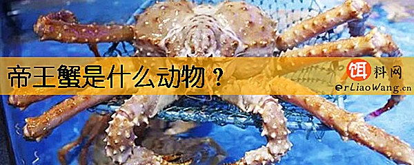 帝王蟹是什么动物