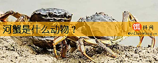 河蟹是什么动物