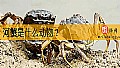 《河蟹是什么动物？》封面图