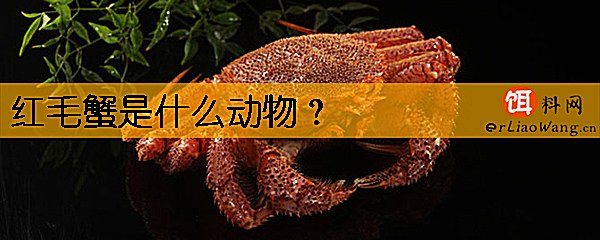红毛蟹是什么动物
